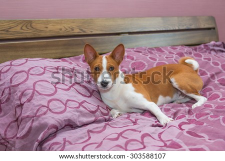 Lazy basenji dog on its own king-sized bed