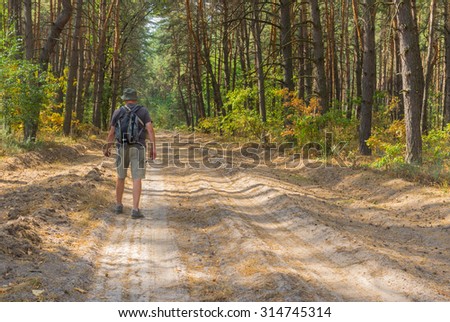 Lonely hiker walking on sandy road in coniferous forest at fall season