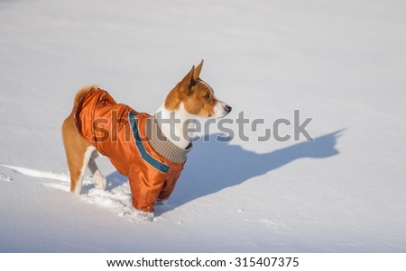 African dog basenji hesitating play when it see so much snow