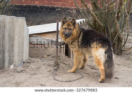 Cute country dog attached with short chain to its kennel