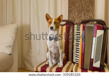 Adorable basenji dog wearing bow tie sitting on a chair next to an accordion and waiting worthy reward for the home performance