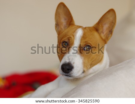 Indoor portrait of royal basenji dog