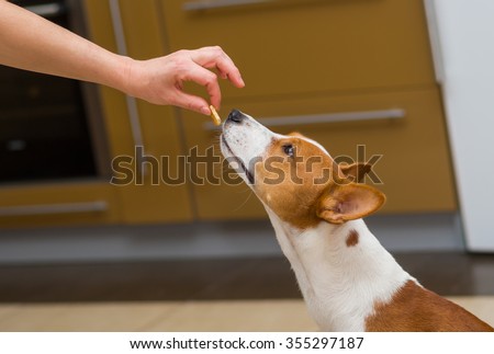 Cute basenji dog thinks about eating cookie