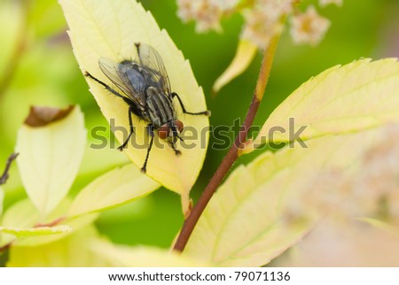 Fly insect on a yellow leaf in a garden.