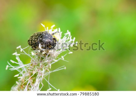 Black beetle (Tropinota hirta) sitting on his own flower