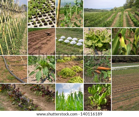 Collage  of organic agriculture farms photographs