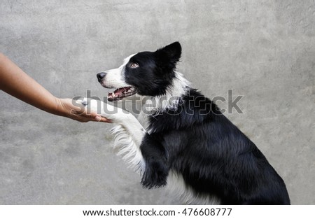 train border collie dog with half white face to give left paw