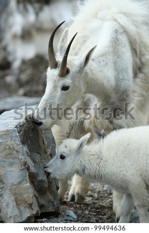 Mountain Goat and Kid Licking a Rock