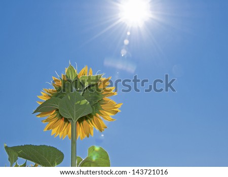 sunflower field face to the bright sun with blue sky