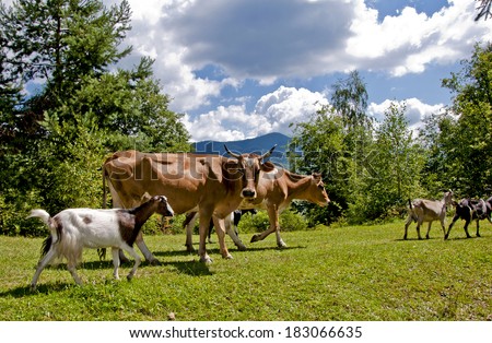 Mixed herd of cows  and goat  pasture a mountains.