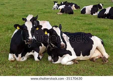 domestic cattles lying in pasture