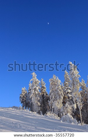 snow covered trees on sunny winter day with tiny moon
