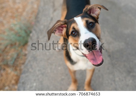 Dog playing outside smiles.Curious dog looking at the camera.Close-up of a young mix breed dog head outdoors in nature sticking out his tongue.Homeless mongrel dog waiting for a new owner.