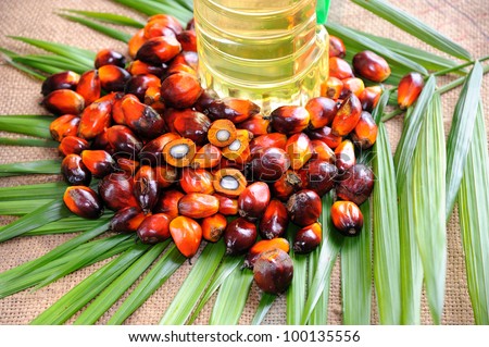 Palm Oil fruits, a well-balanced healthy edible oil is now an important energy source for mankind. it is widely acknowledged as a versatile and nutritious vegetable oil.