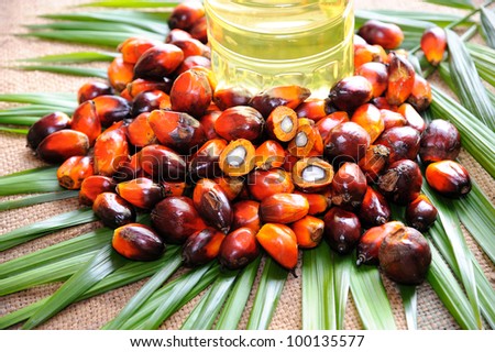 Palm Oil fruits, a well-balanced healthy edible oil is now an important energy source for mankind. it is widely acknowledged as a versatile and nutritious vegetable oil.