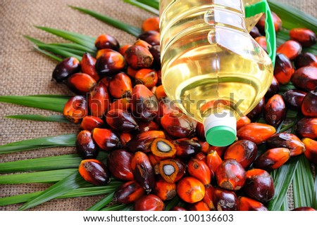 Palm Oil fruits, a well-balanced healthy edible oil is now an important energy source for mankind. it is widely acknowledged as a versatile and nutritious vegetable oil,