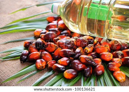 Palm Oil fruits, a well-balanced healthy edible oil is now an important energy source for mankind. it is widely acknowledged as a versatile and nutritious vegetable oil,