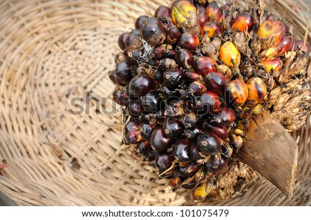 Palm Oil fruits, it is widely acknowledged as a versatile and nutritious vegetable oil, trans fat free with a rich content of vitamins and antioxidants. Palm oil is used in billions of productsÃ¢Â?Â¦