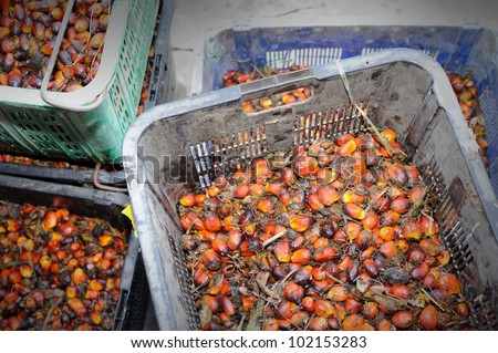 Palm oil, it is widely acknowledged as a versatile and nutritious vegetable oil, trans fat free with a rich content of vitamins and antioxidants. Palm oil is used in billions of productsÃ¢Â?Â¦