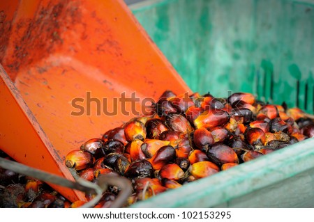 Palm oil, it is widely acknowledged as a versatile and nutritious vegetable oil, trans fat free with a rich content of vitamins and antioxidants. Palm oil is used in billions of productsÃ¢Â?Â¦