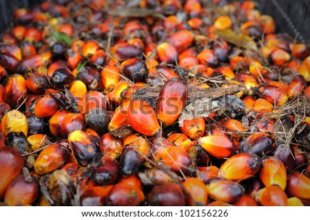 Palm oil, Today it is widely acknowledged as a versatile and nutritious vegetable oil, trans fat free with a rich content of vitamins and antioxidants. Palm oil is used in billions of productsÃ¢Â?Â¦