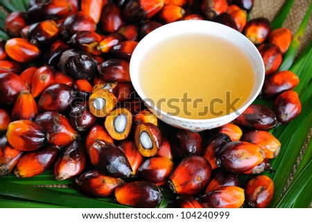 Close up of Palm Oil fruits, Cooking Oil and Leaf.