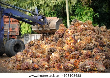 Uploading Palm Oil fruits.