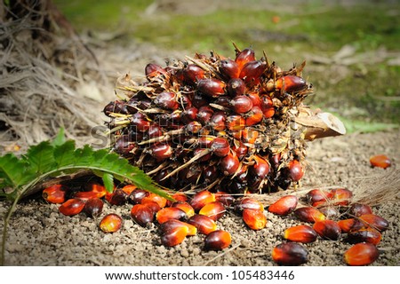 Close up of Palm Oil fruits on the plantation floor.