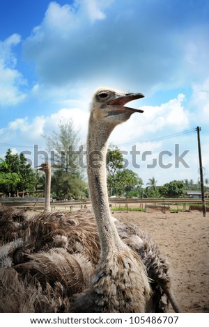 Ostriches farm in Malaysia