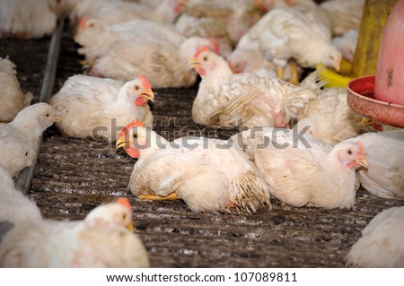 Chicken in poultry farm, selective focus.