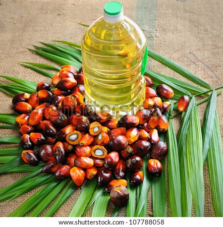 Close up of Palm Oil fruits with cooking oil and palm leaf.