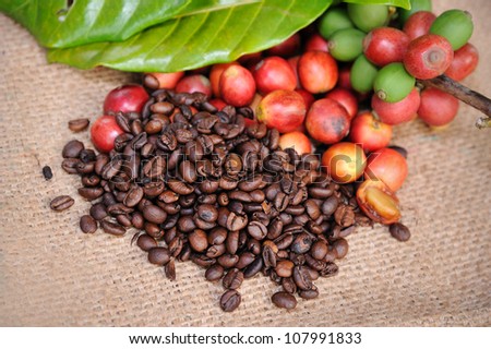 Close up of fresh raw coffee beans with leaf on texture background, selective focus.