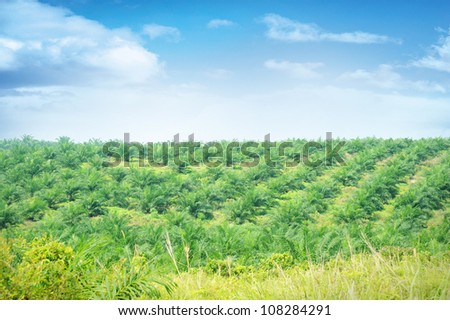 Palm Oil Plantation in Johor, Malaysia.