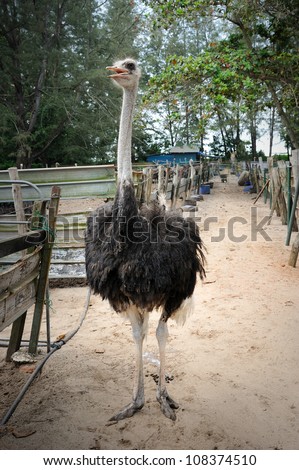 Ostriches farm in Johor, Malaysia