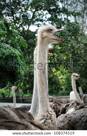 Ostriches farm in Johor, Malaysia