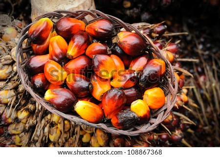 Close up of Palm Oil fruits.