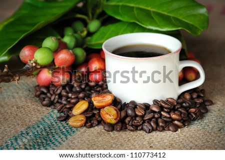 Close up of coffee O and fresh raw coffee beans with leaf on texture background, selective focus.