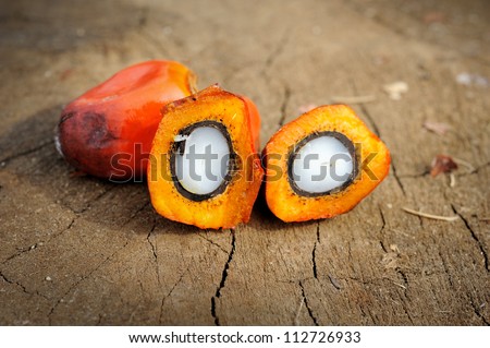 Close up of Palm Oil seeds, selective focus.