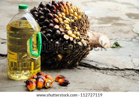 Close up of Palm Oil seeds and cooking oil, selective focus.