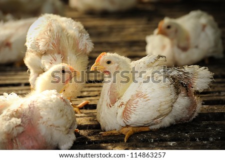 Chicken (25 days old) in poultry farm, selective focus.