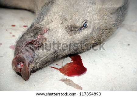 Close up of dead wild boar, selective focus.