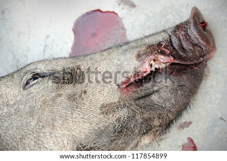 Close up of dead wild boar, selective focus.