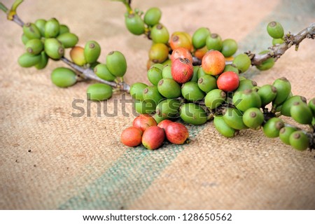 Close up of fresh raw coffee beans with leaf on texture background, selective focus.