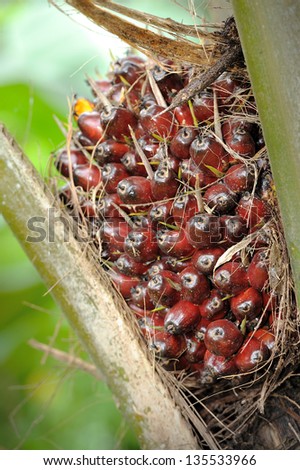 Close up of fresh oil palm fruit bunches at the oil palm tree, selective focus.