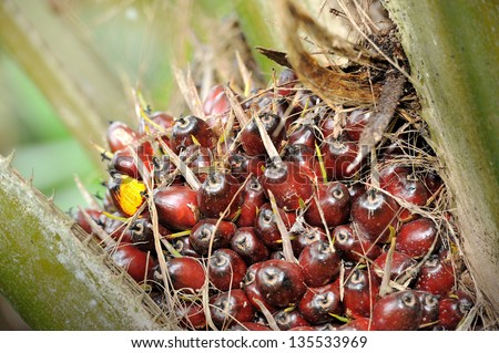 Close up of fresh oil palm fruit bunches at the oil palm tree, selective focus.