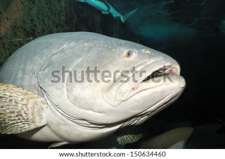 Giant fish with open mouth