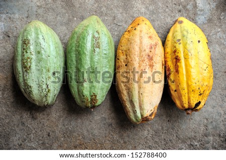 Close up of Cacao fruits, selective focus.