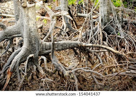 Red Mangrove Roots in Tanjong Piai, Johor, Malaysia.