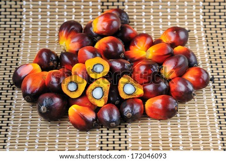 Close up of fresh oil palm fruits, selective focus. Palm oil, a well-balanced healthy edible oil is now an important energy source for mankind. It comes from the fruit itself (reddish orange).