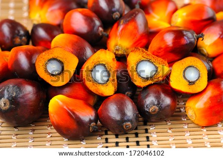 Close up of fresh oil palm fruits, selective focus. Palm oil, a well-balanced healthy edible oil is now an important energy source for mankind. It comes from the fruit itself (reddish orange).